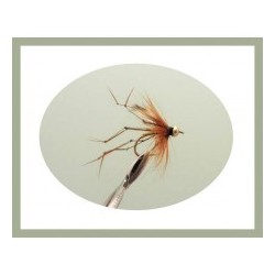 Goldhead Daddy Long Legs